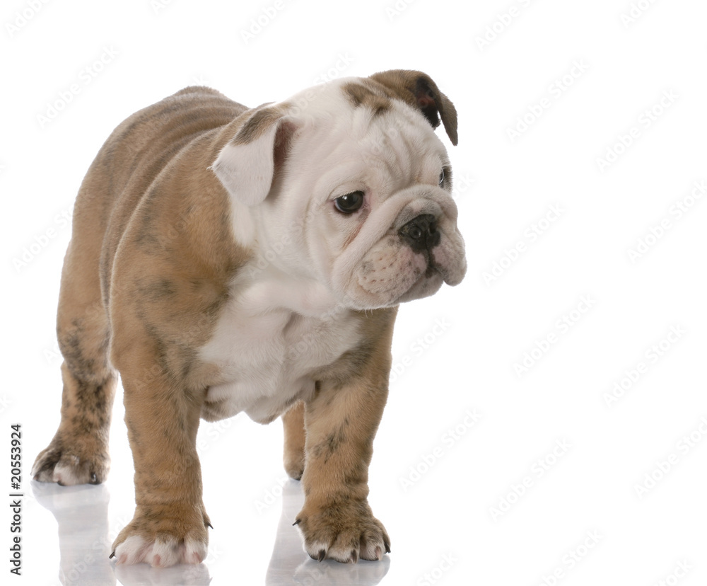 bulldog puppy bulldog puppy