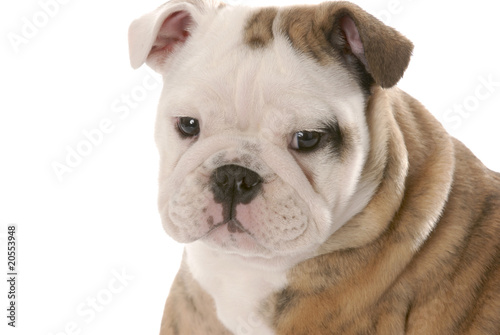 Fototapeta Naklejka Na Ścianę i Meble -  bulldog puppy portrait