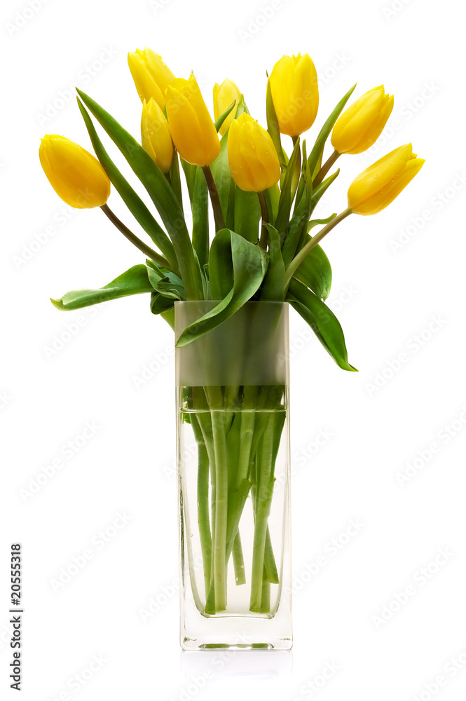 Tulip Tulip
