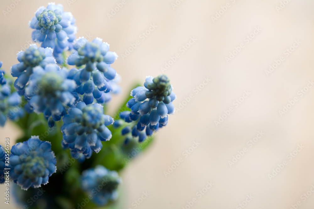 Muscari Muscari