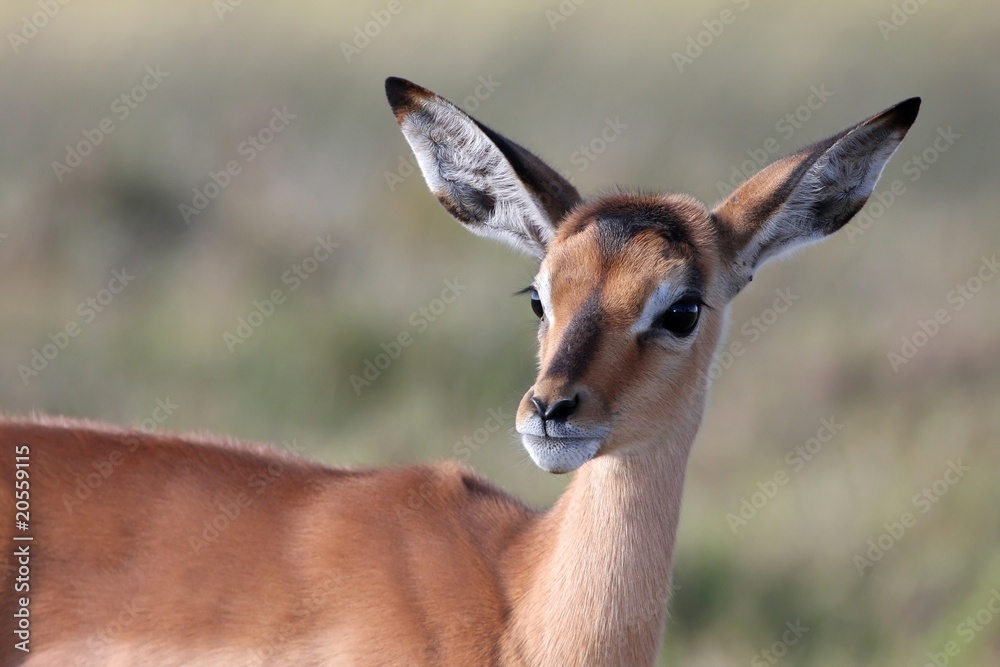 Fototapeta premium Impala Antelope Baby
