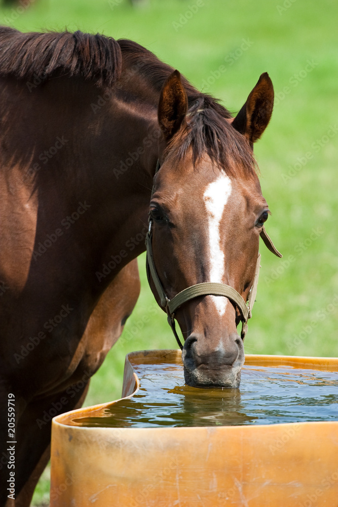 Fototapeta premium Pferd trinkt