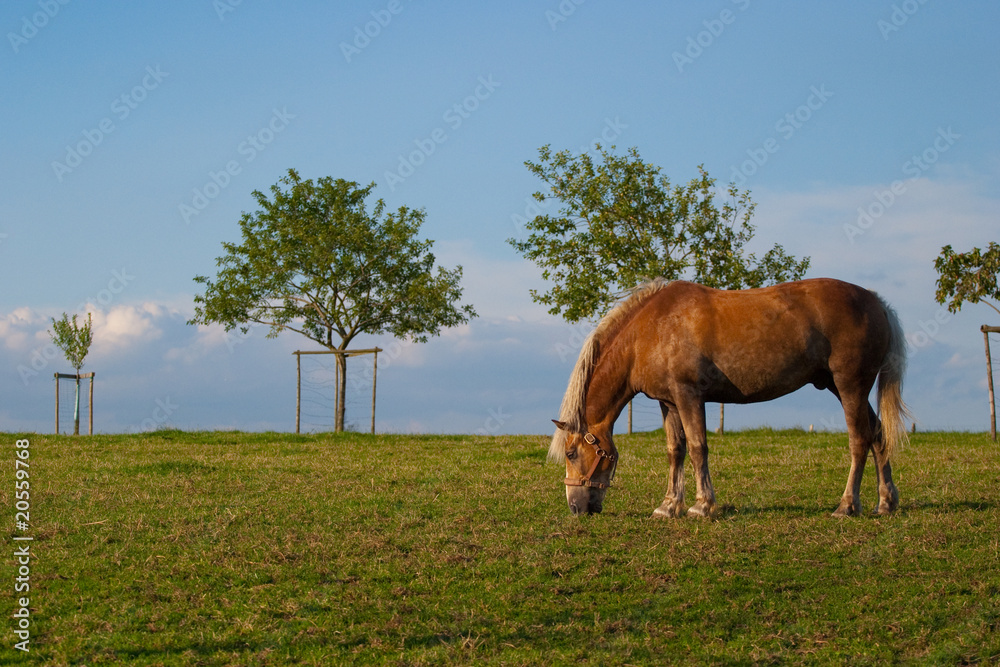 Pferd vor Landschaft