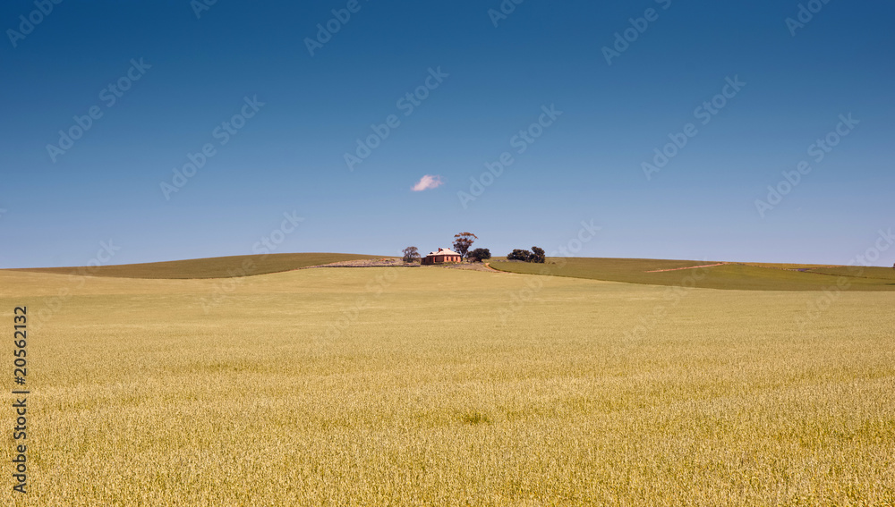 farm has fields of wheat