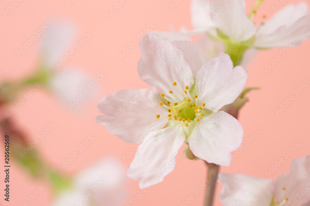 Fototapeta premium Cherry blossoms