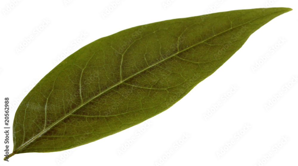 Obraz premium feuille simple desséchée fond blanc
