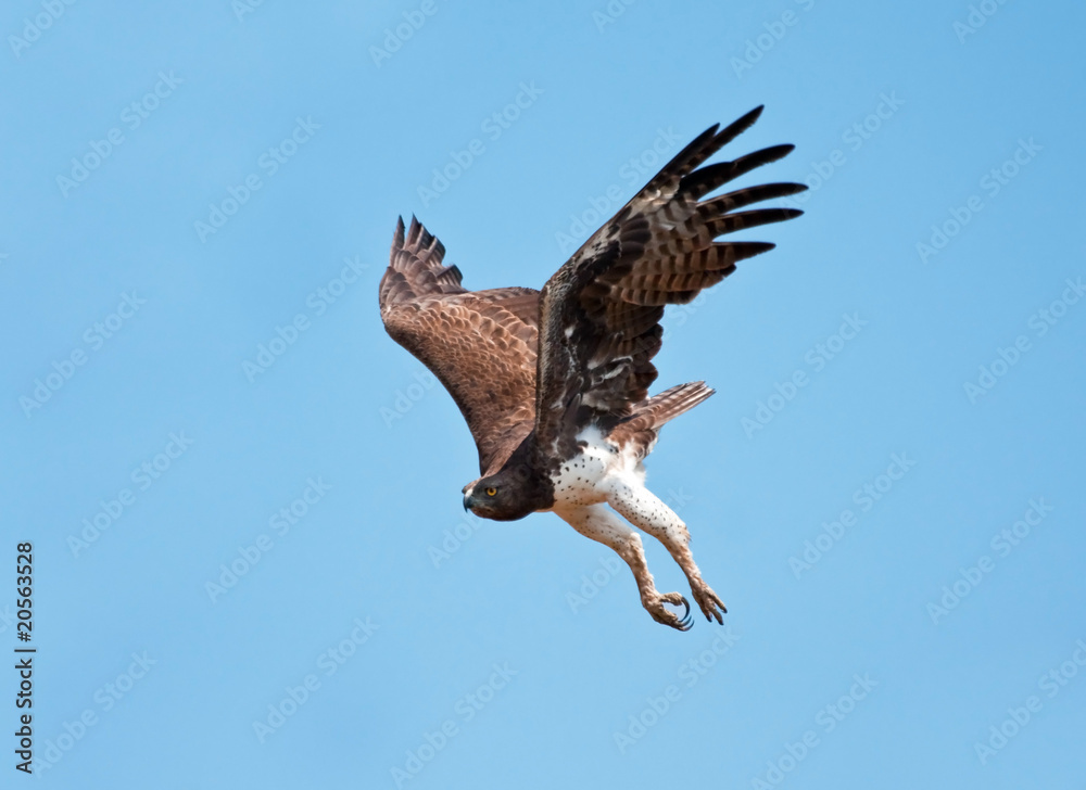 Fototapeta premium Martial Eagle swooping down to catch prey