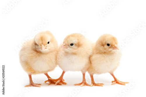 Valokuvatapetti three cute chicks baby chicken isolated on white