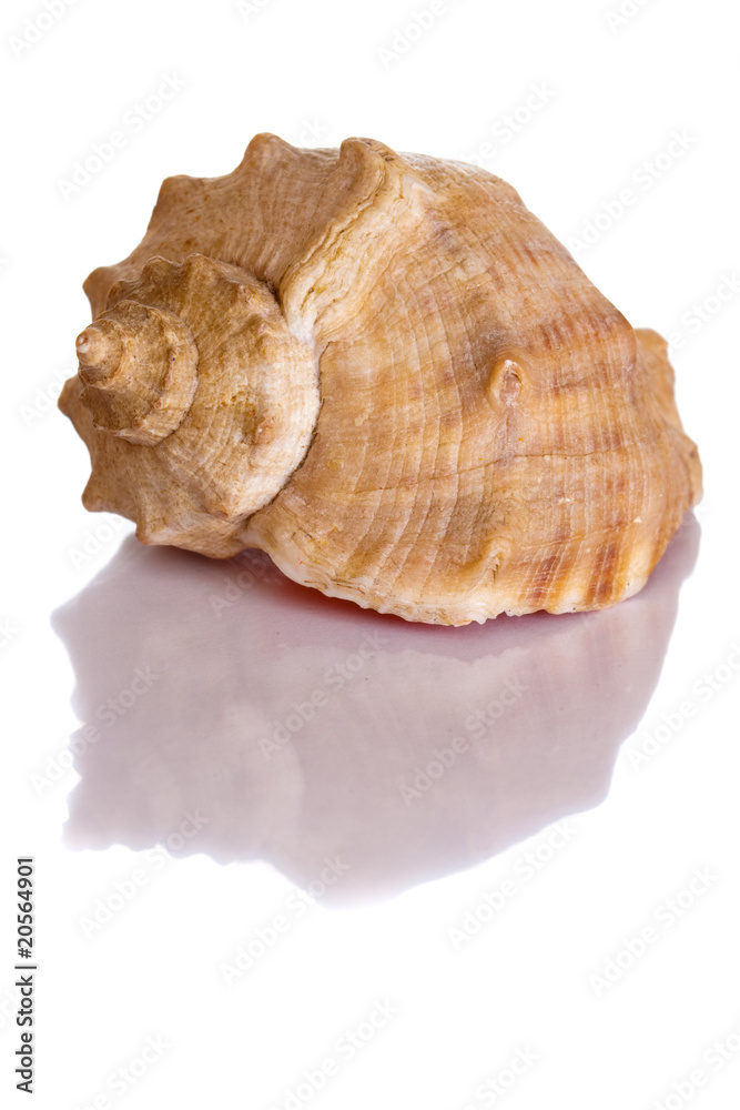 Scallop shell isolated Scallop shell isolated