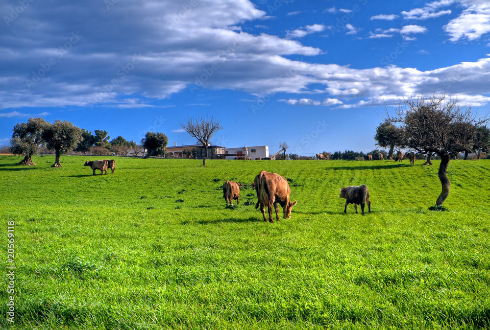 Cows grazing in apulian countryside. Cows grazing in apulian countryside.