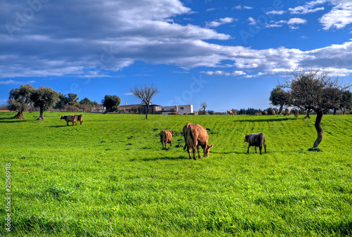 Cows grazing in apulian countryside.