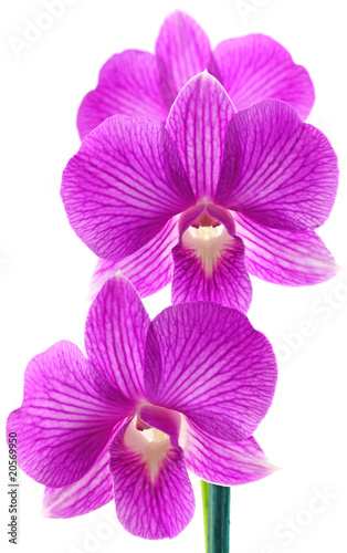 orchidées fond blanc © Unclesam