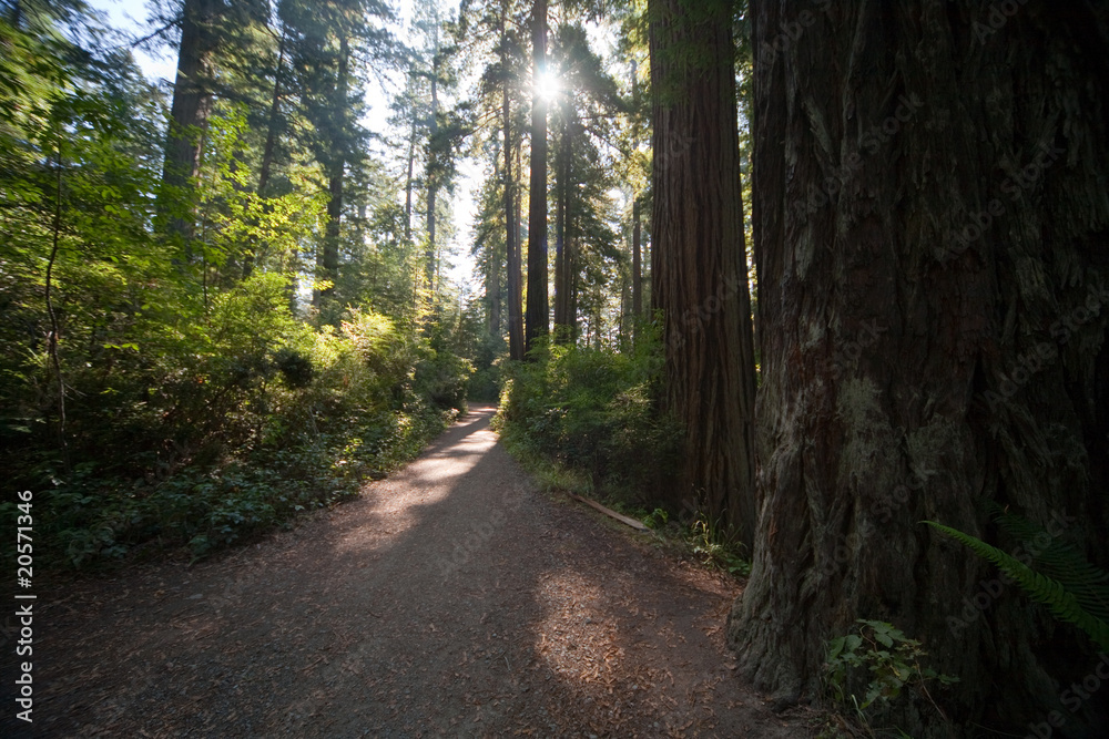 Fototapeta premium Wanderweg im Redwood NP