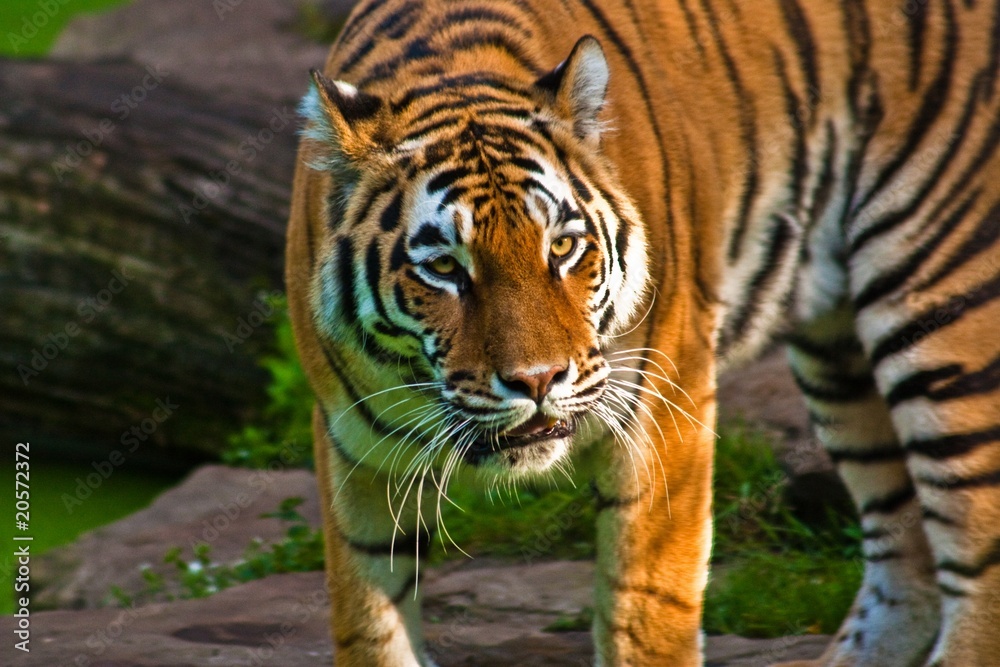 Fototapeta premium Sibirische Tiger