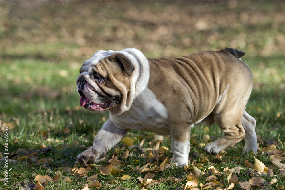 Brttish bulldog Brttish bulldog