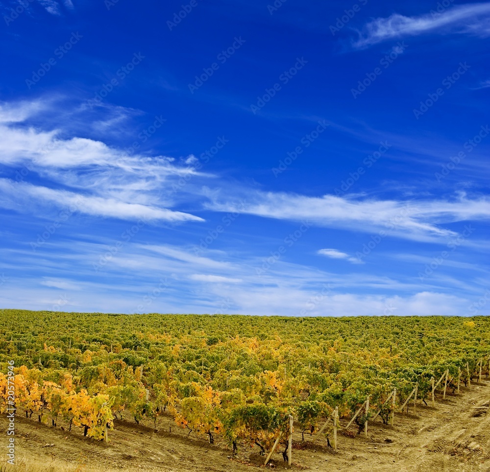 vineyard under a blue clouds