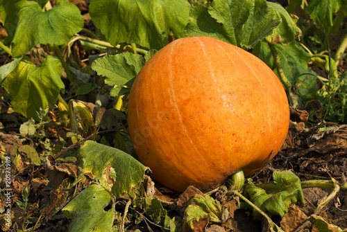 ripen pumpkin in a field