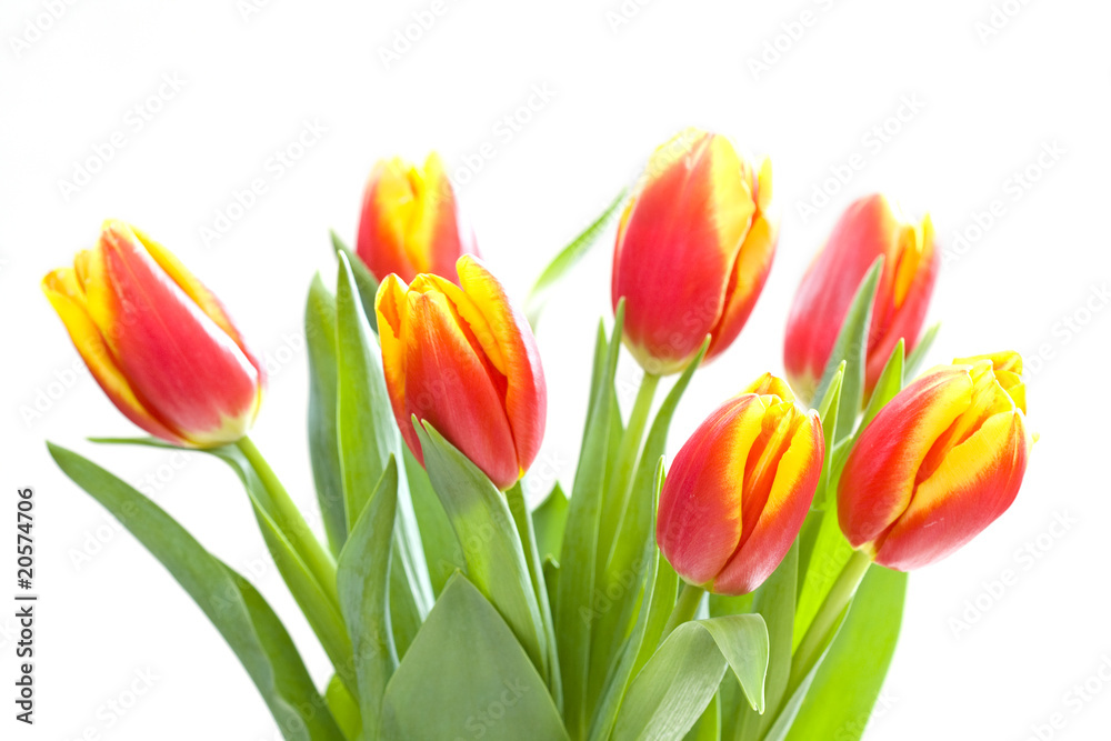 Tulips isolated on white