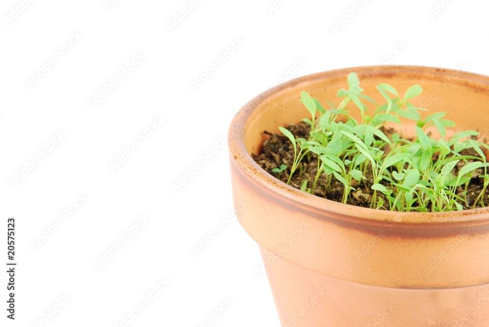 Young parsley plant on a terra cotta pot (white background) Young parsley plant on a terra cotta pot (white background)