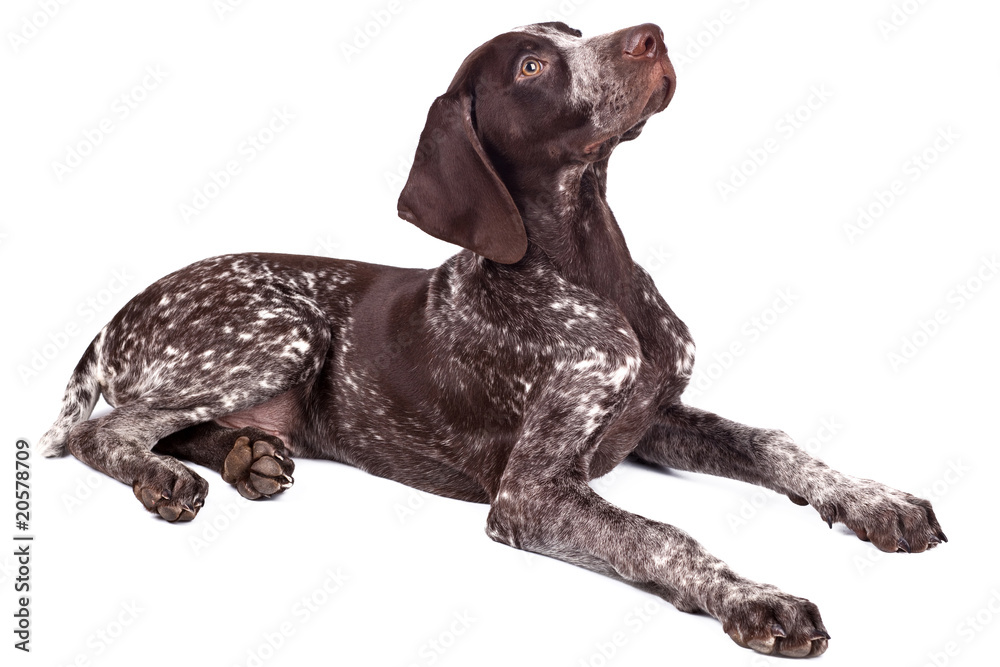 Close up of cute german shorthaired pointer on white