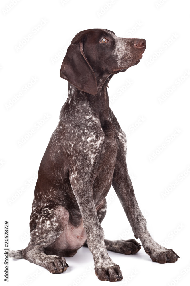 German short-haired pointer the hunting dog - sits on white a ba