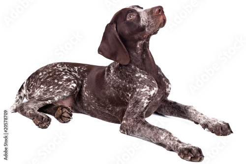 Fototapeta Naklejka Na Ścianę i Meble -  Close up of cute german shorthaired pointer on white