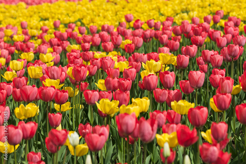 Yellow and red tulips © psamtik