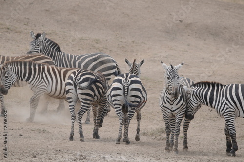 Zebras