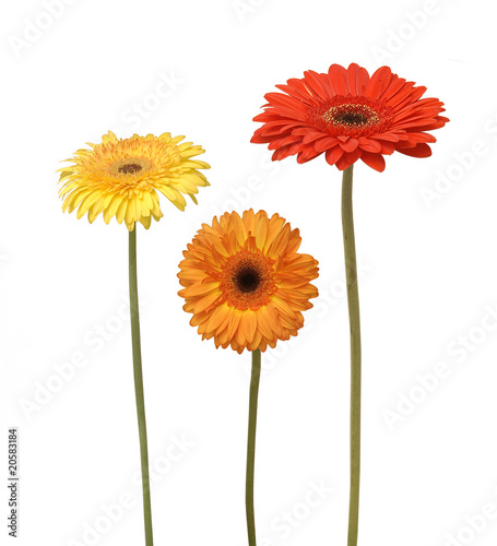 three flowers