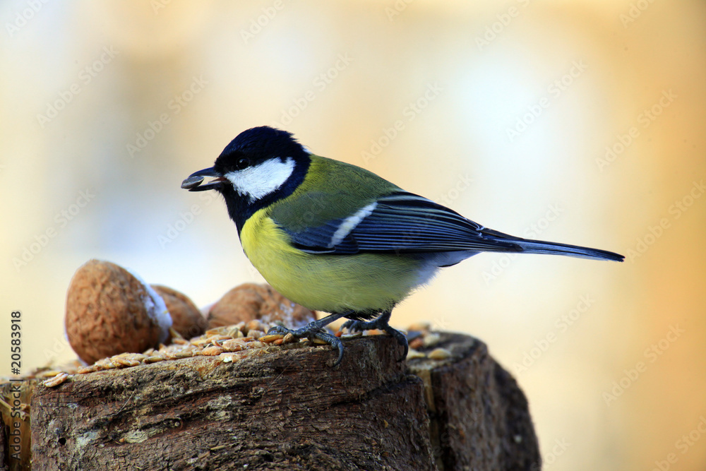 Obraz premium kohlmeise