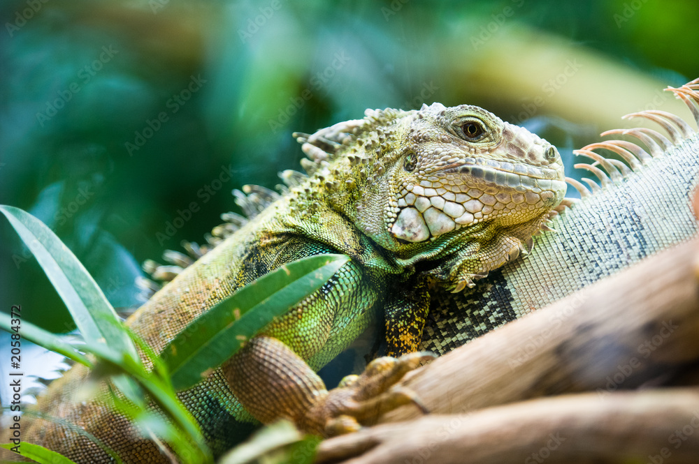 Obraz premium Green iguana