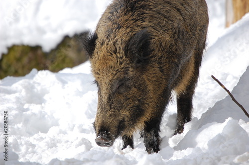 Wildschwein photo