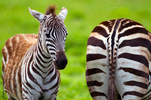 Zebras