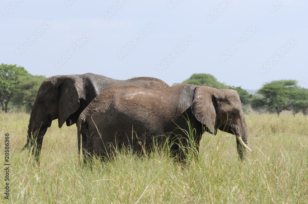 Elefantenherde