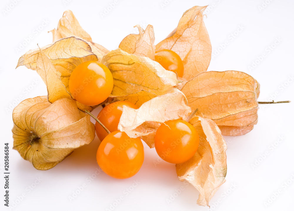 Physalis on a white background Physalis on a white background
