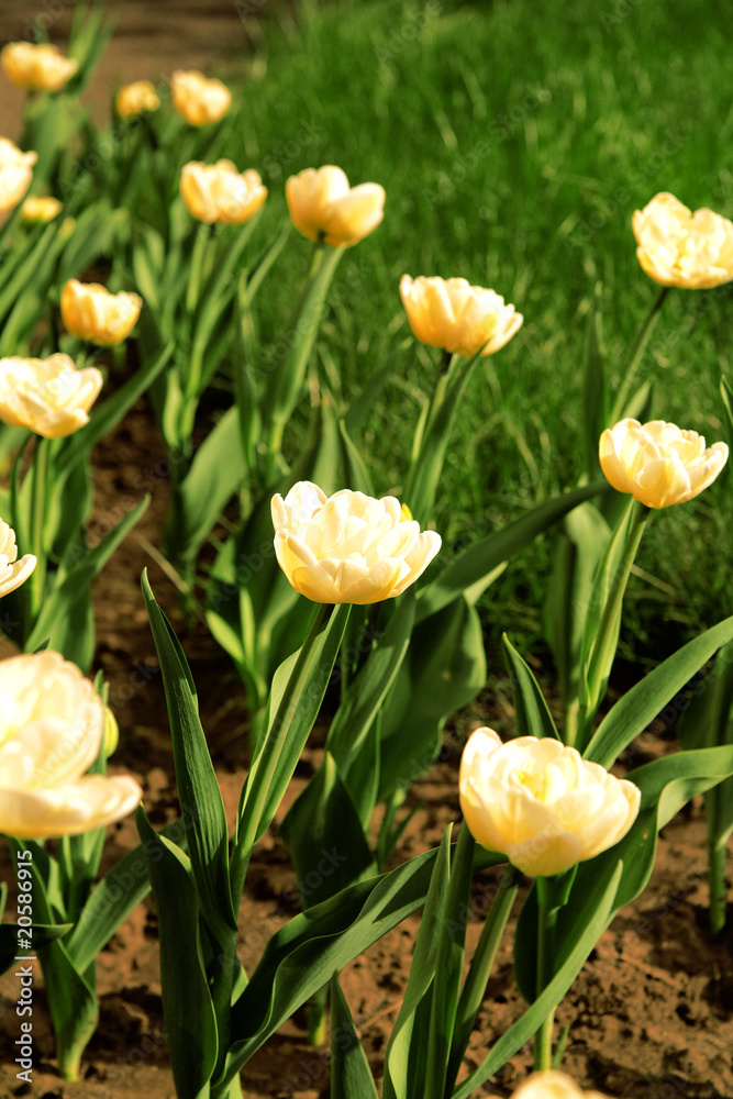 yellow tulips on a flowerbed in a light spring day yellow tulips on a flowerbed in a light spring day