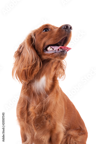 Baby Cocker Spaniel