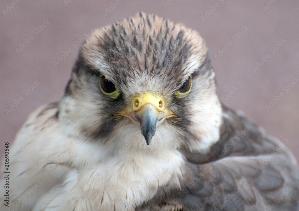 Fototapeta premium falcon bird of prey