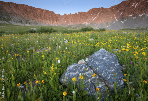 Summer Flower Field - Mayflower Gulch, Colorado
