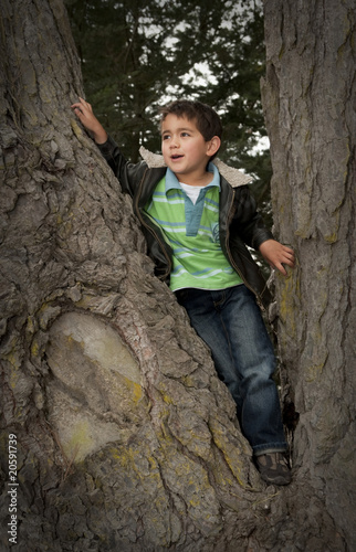 portrait of little Pacific Islander boy siting in tree
