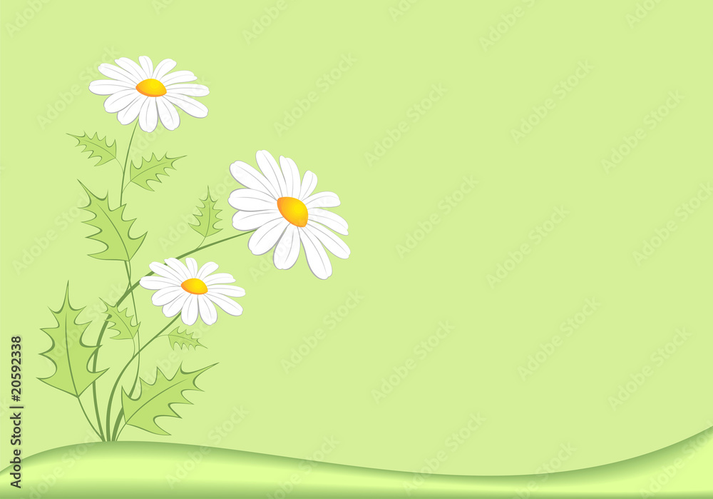 Meadow with chamomiles, green background.. Meadow with chamomiles, green background..