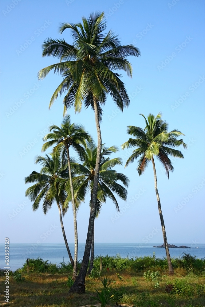 group of coconut palm plantation in Goa, India