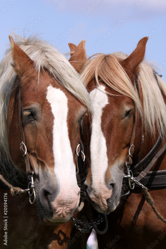 Obraz premium Rheinisch-Deutsches Kaltblut