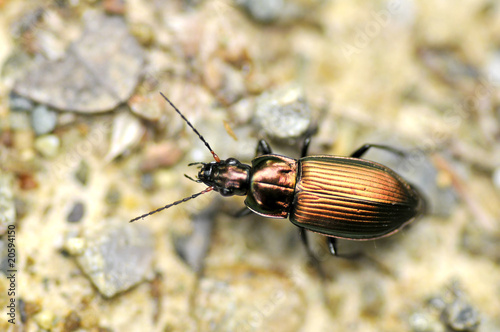 Macro d'un coléoptère doré vu de dessus photo