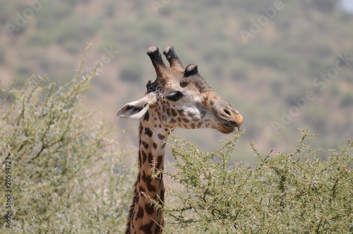 Giraffe