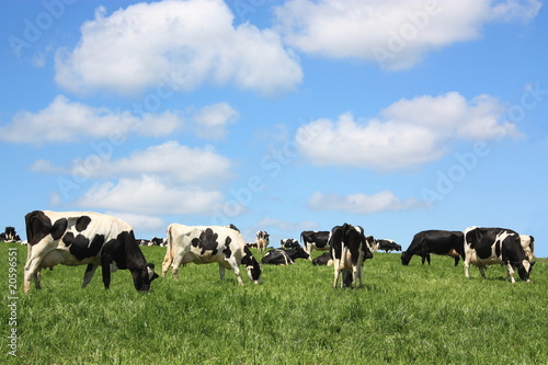 Grazing black and white Holstein dairy cattle