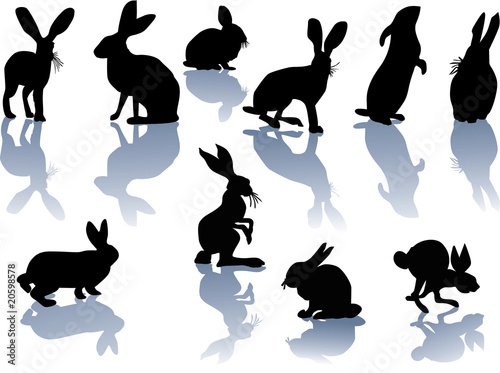 rabbit silhouettes with reflections