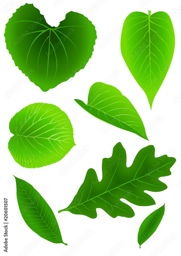 Green Leaves Green Leaves