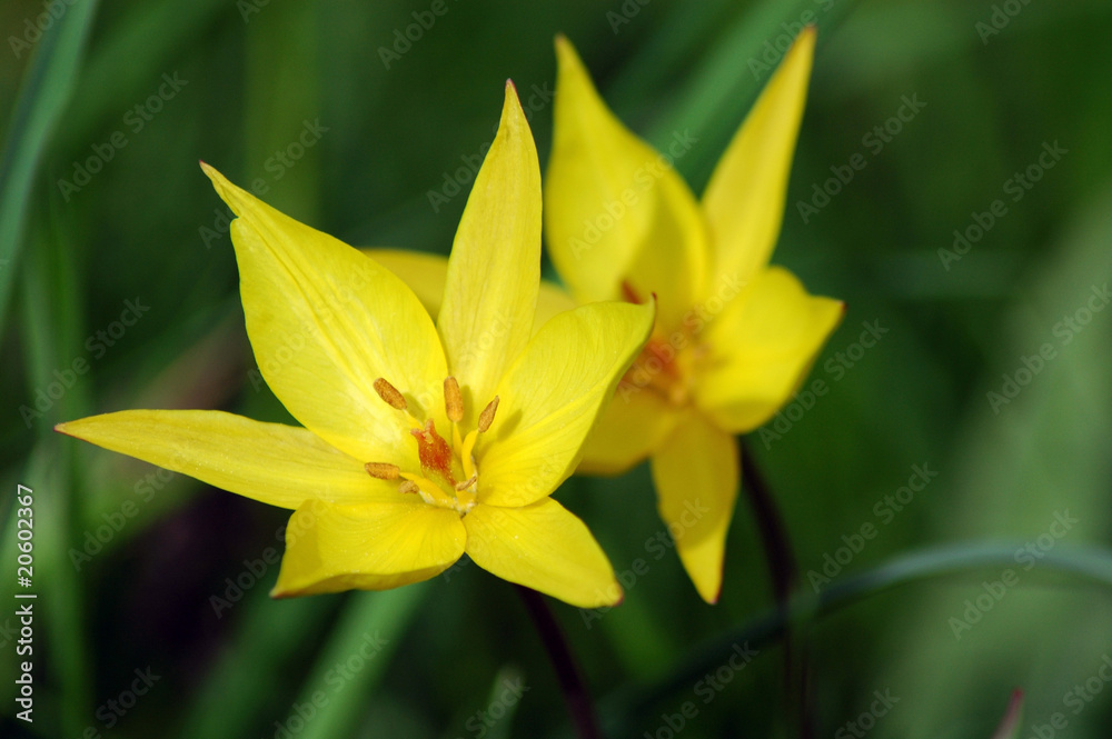 tulipa sylvestris tulipa sylvestris