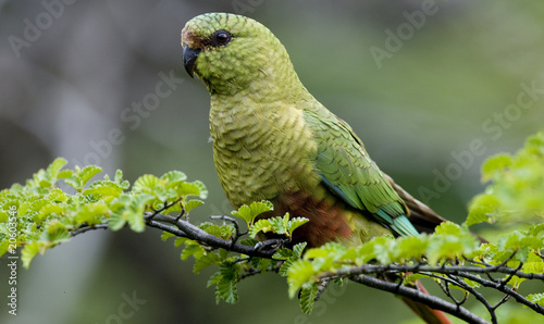 Austral Parakeet photo